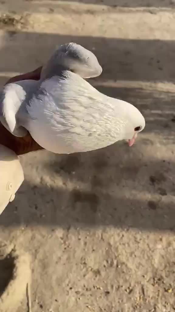 @𝐏𝐈𝙂𝝚𝝤𝝢𝙎𓅛