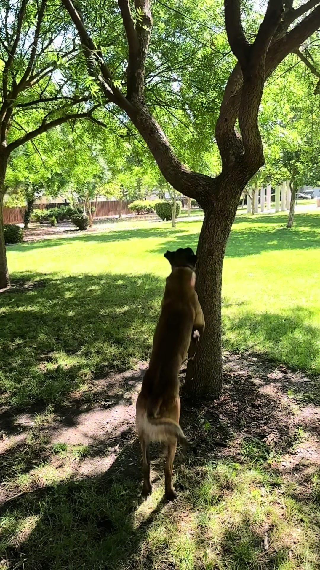 @Tactical K9s Dog Training