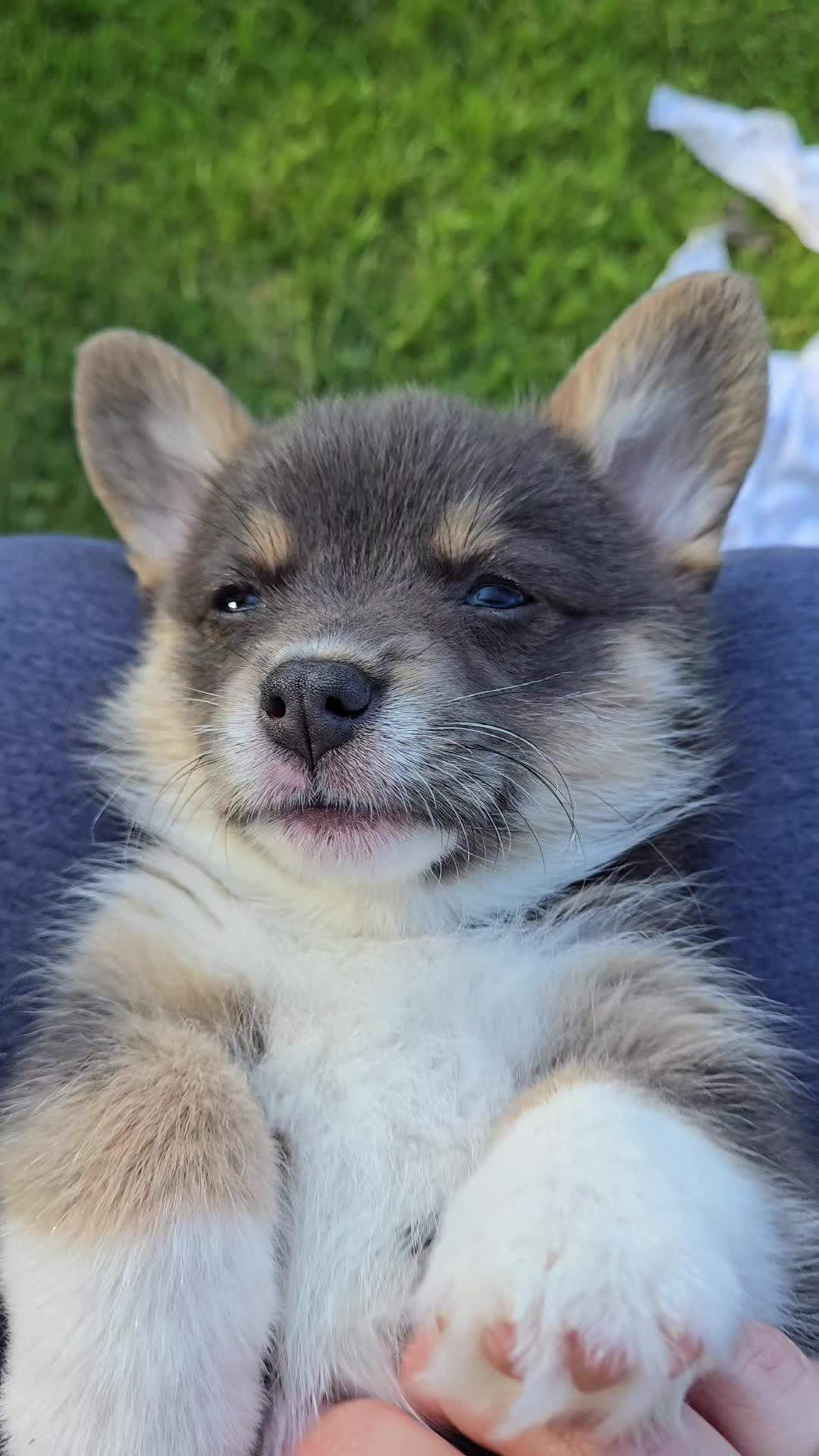 @J&R Shepherds & Corgis