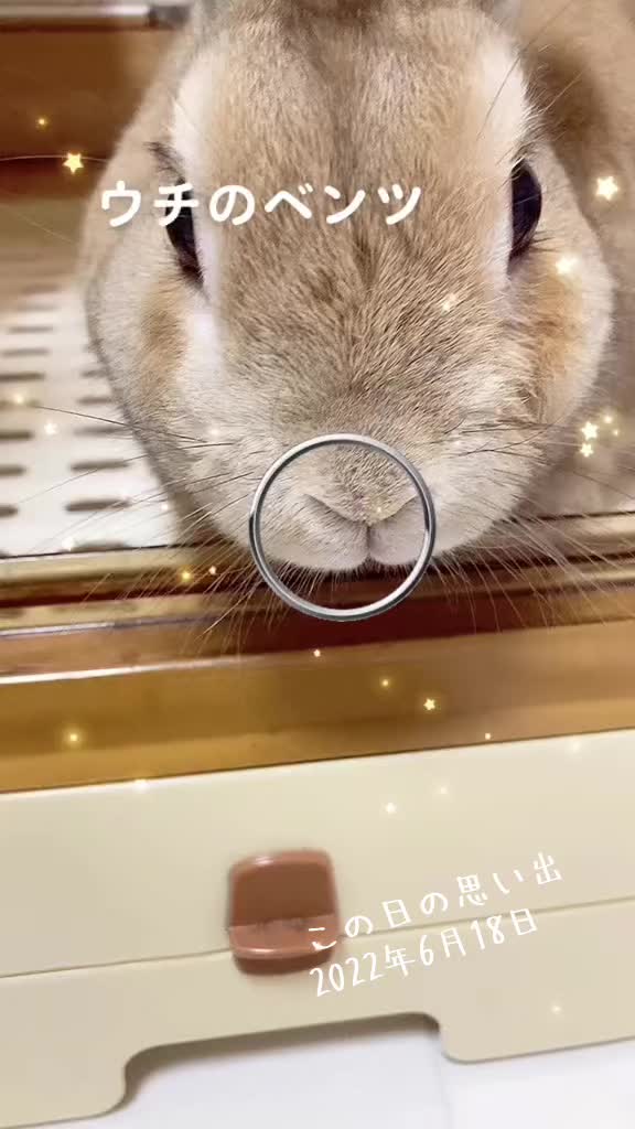 @🐹ちゃんぽん劇場🐹