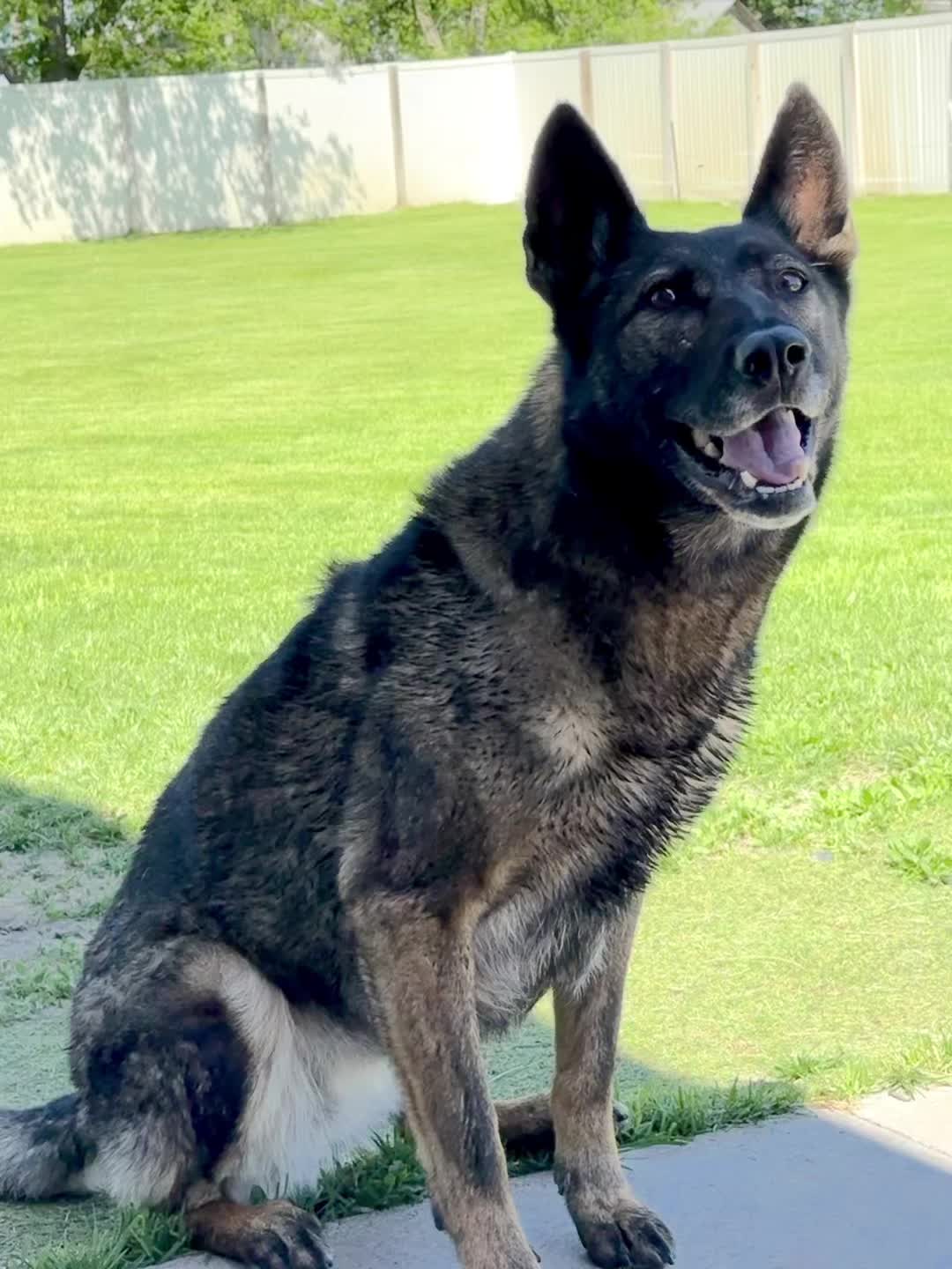 @K9 Dina