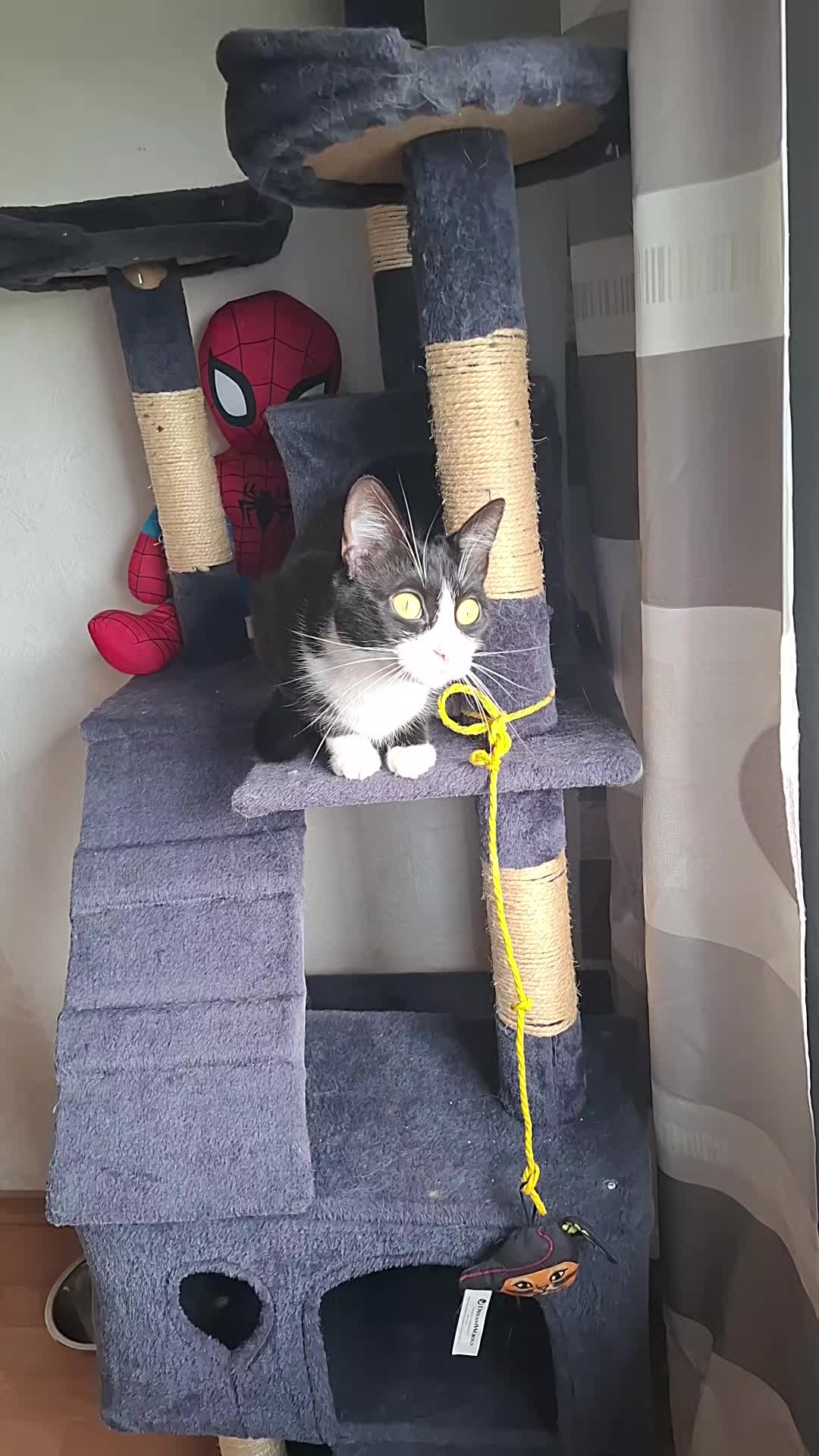 @lilythecat