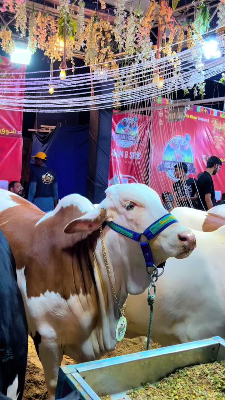 @Shah Goat Farm