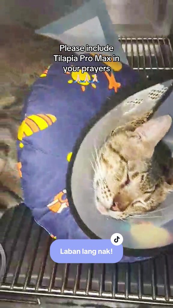 @17meows