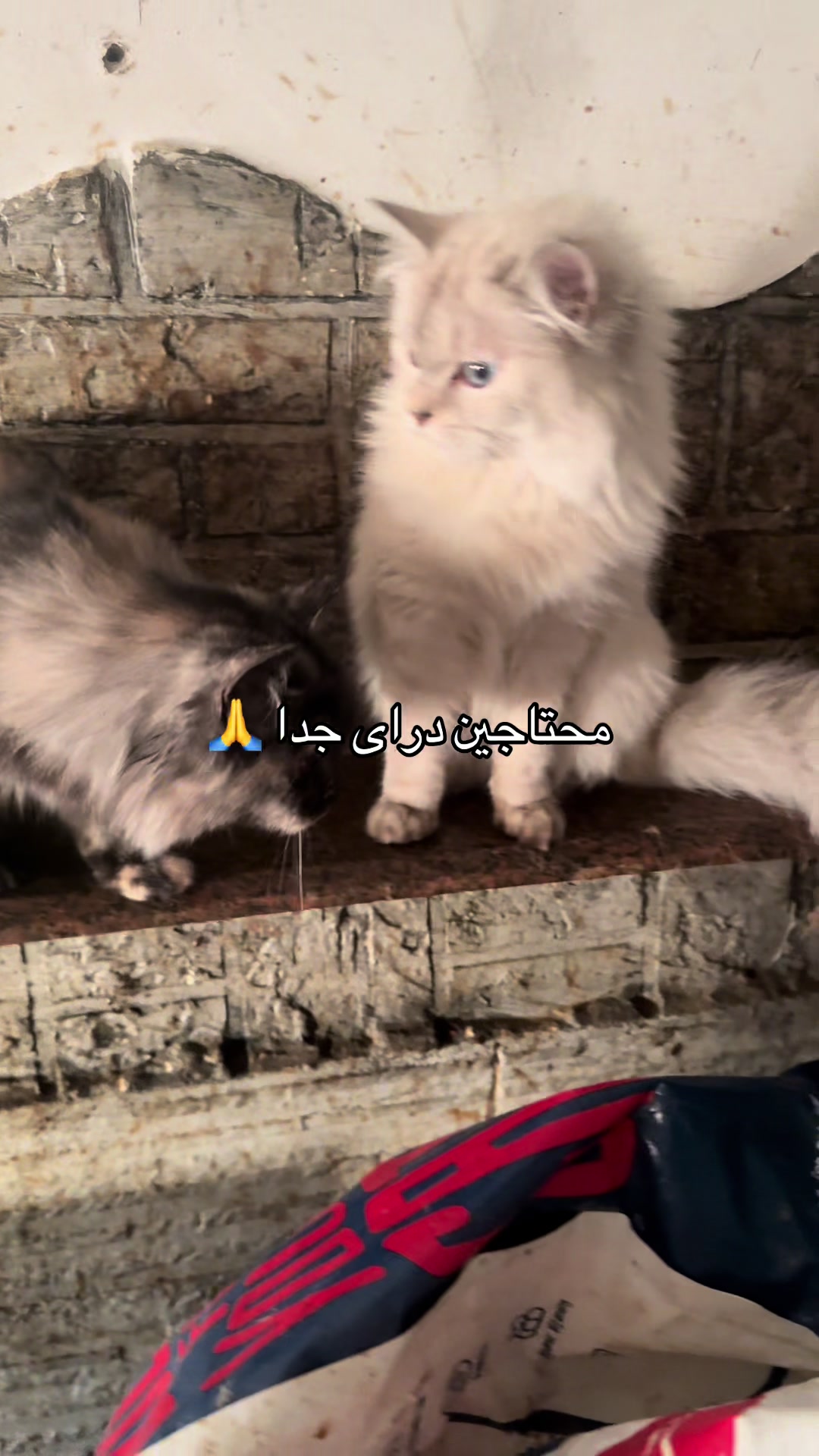 @mohammed and his cats😺