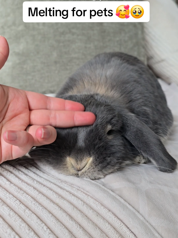 @Blueberry the Bunny