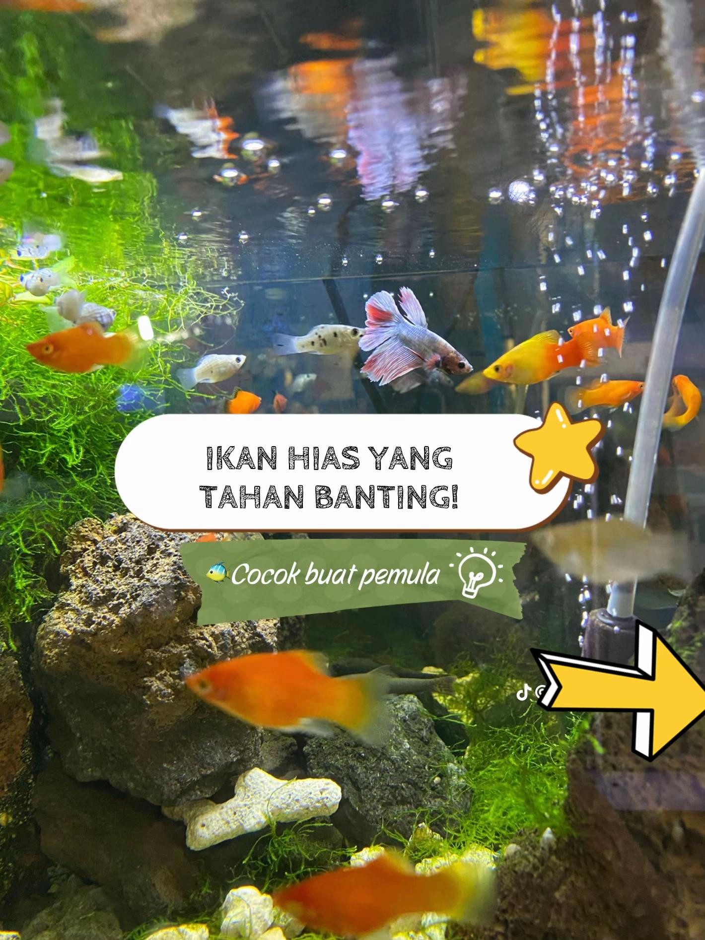 @Java fish aquatic Luwuk