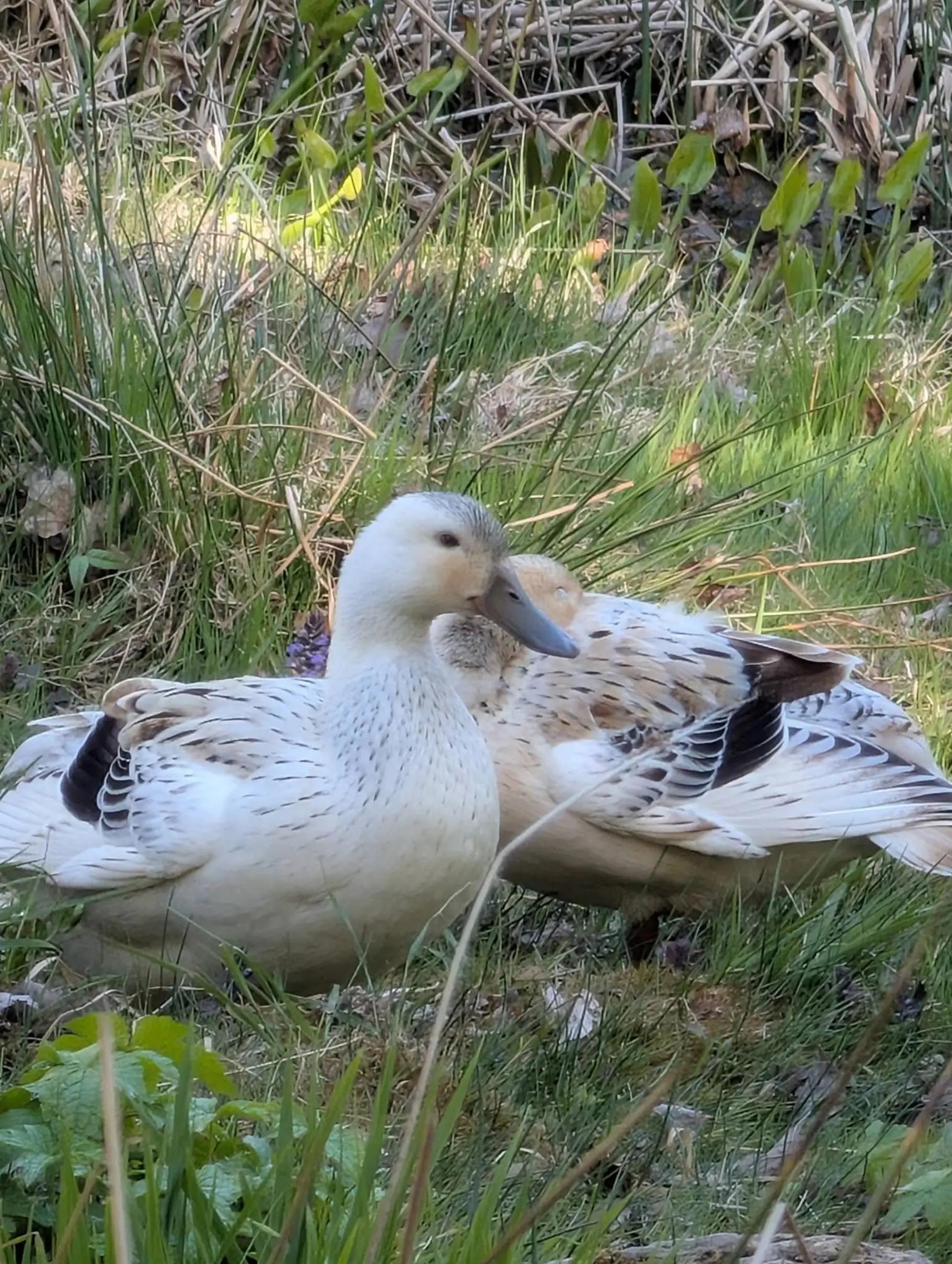 @G&aacute;bor &Aacute;rvai