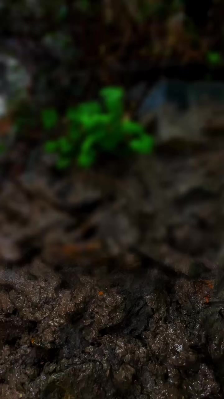 @𝑀𝑂𝐻𝐴𝑀𝑀𝐴𝐷