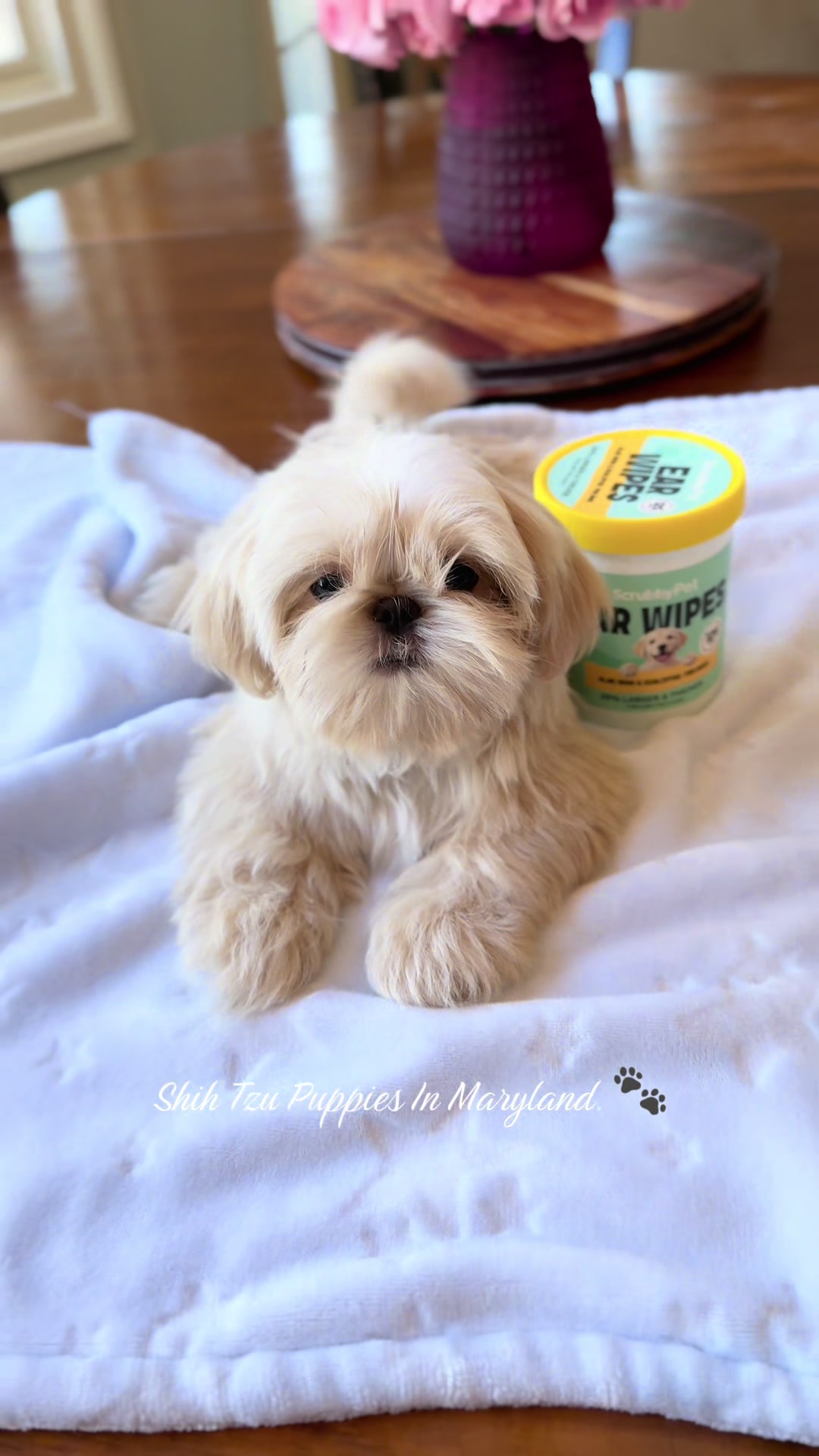 @Shih Tzu Puppies in Maryland