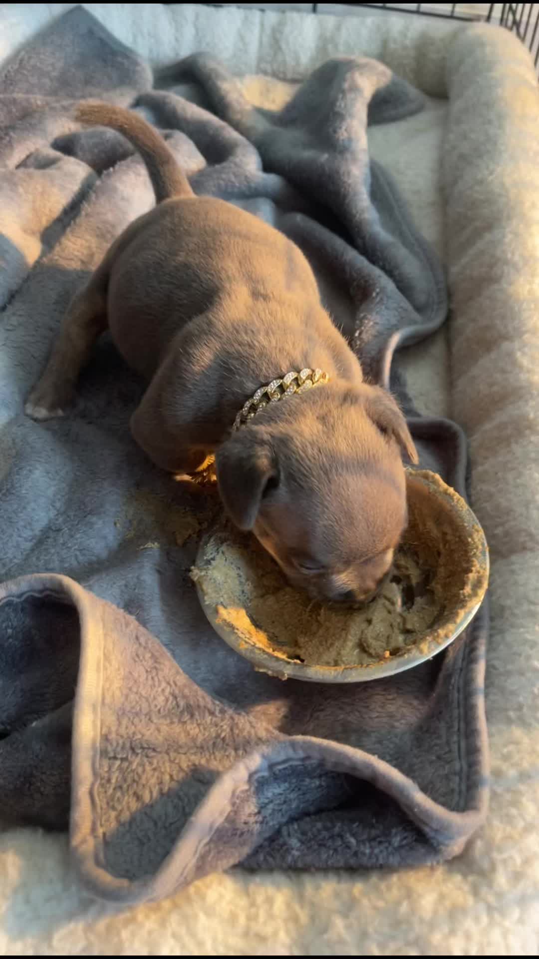 @gardnerkennel08
