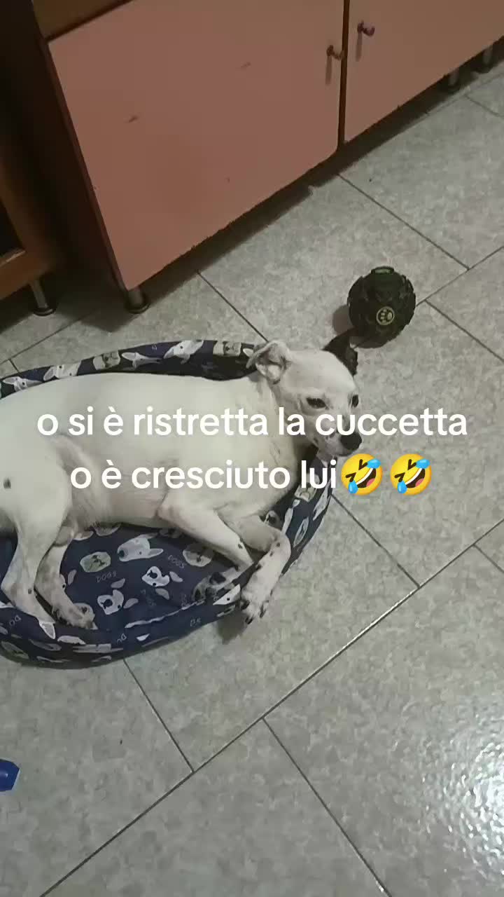 @dimaiolocarmela