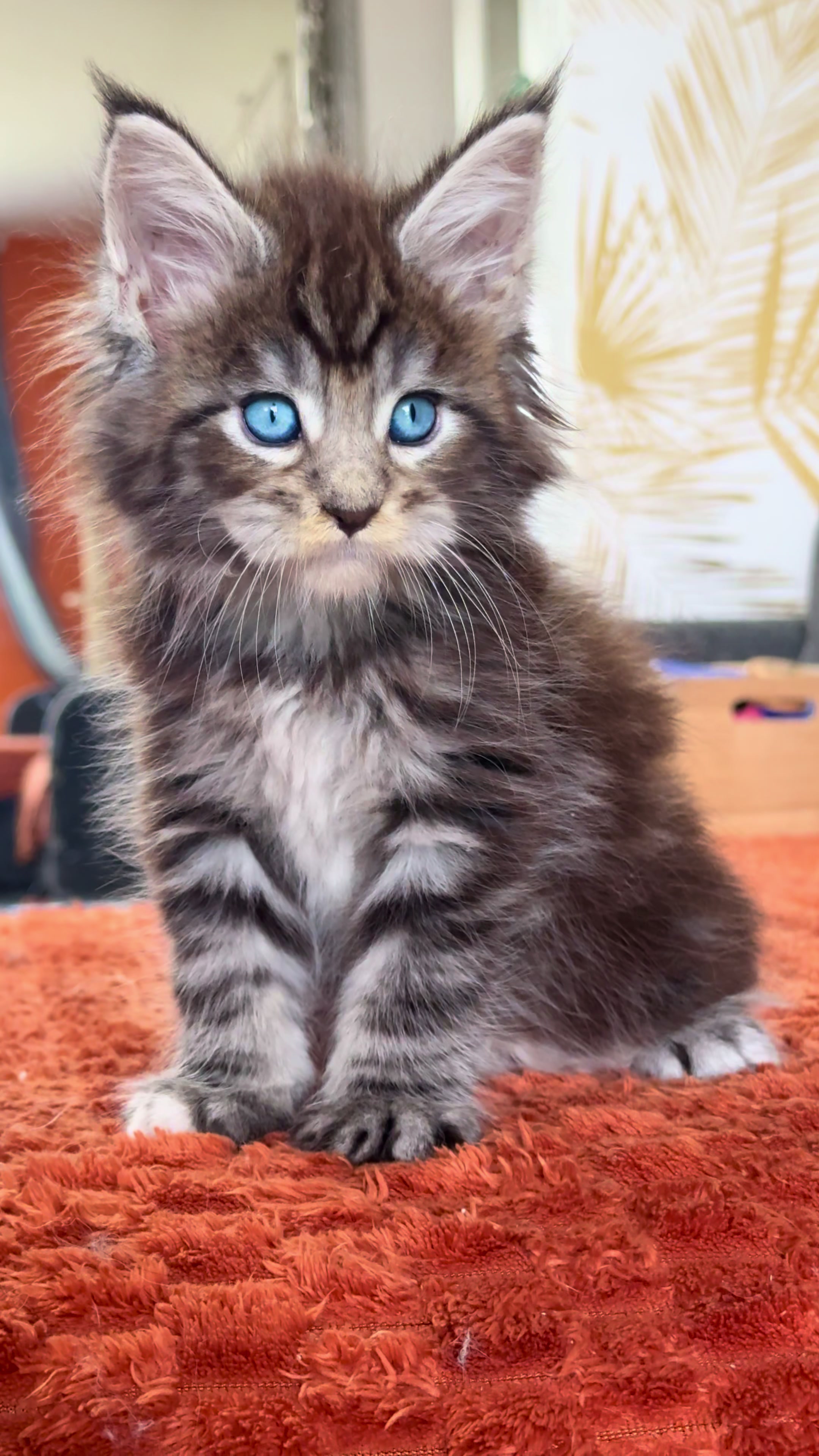 @WilderRegenbogenMaineCoon