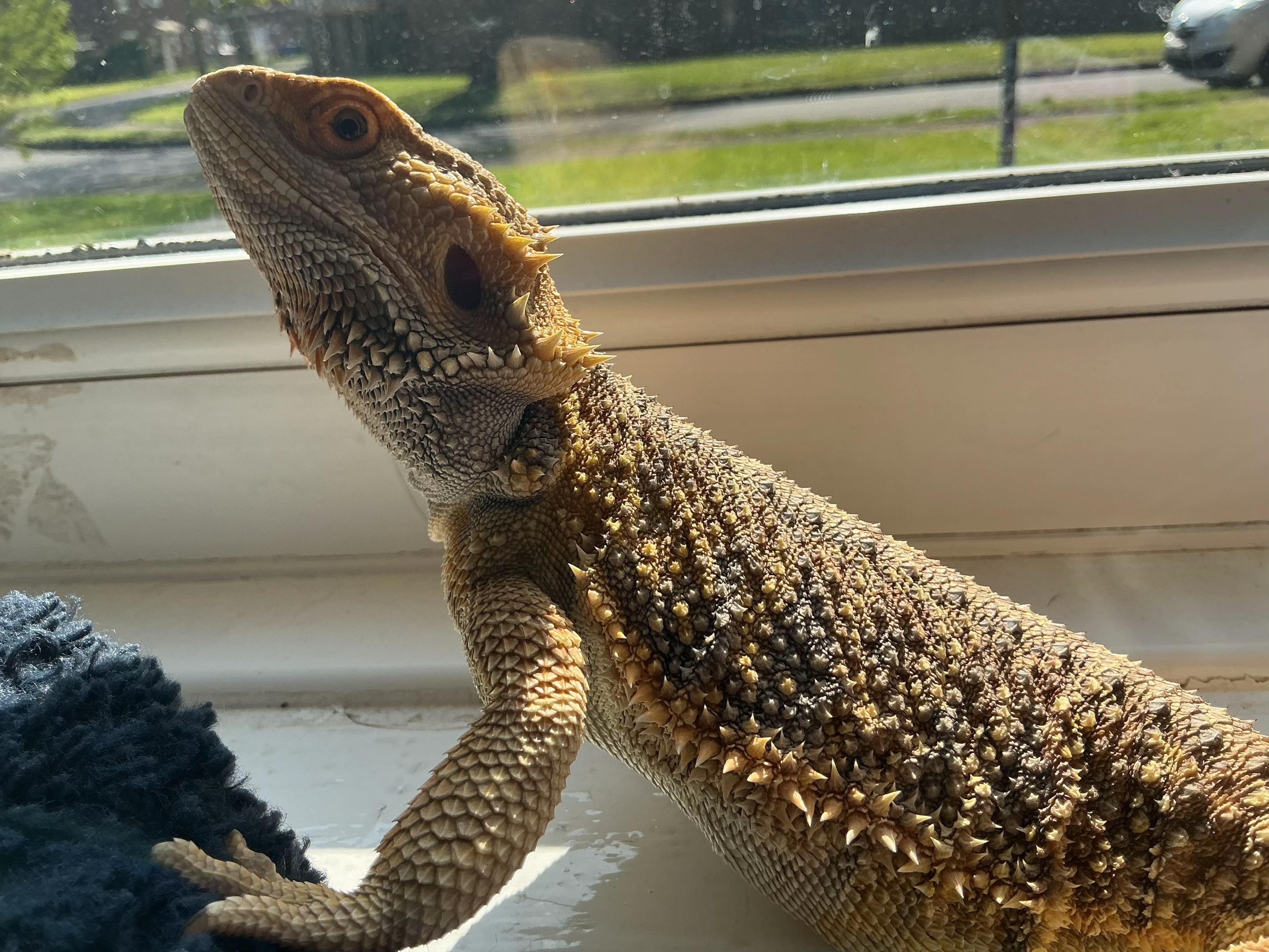 @isaac_edaly🦎