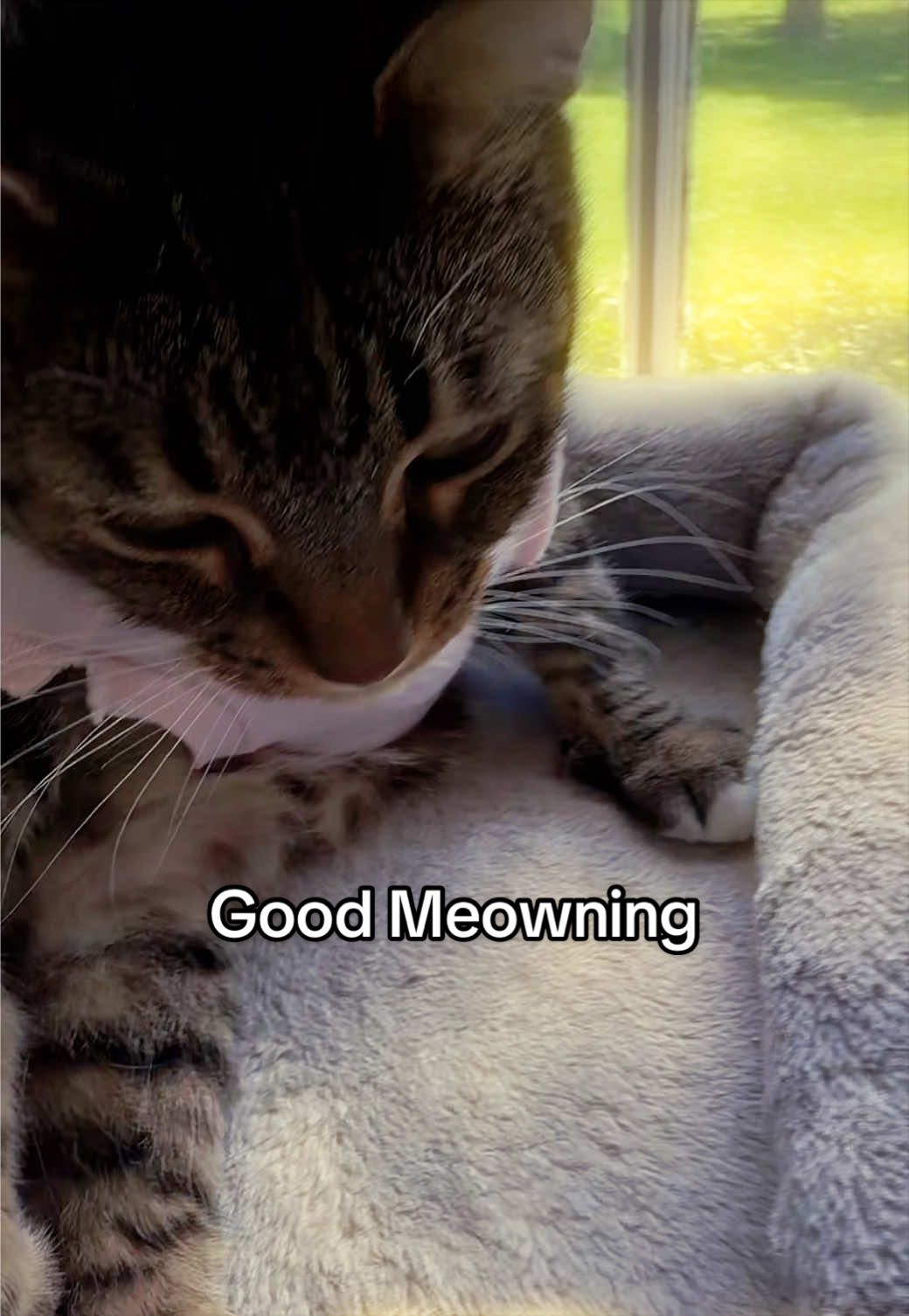 @KittKat❌🐾