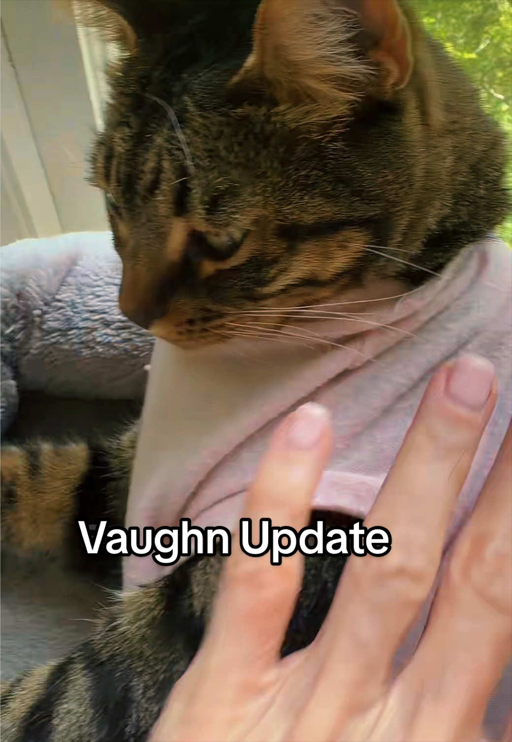 @KittKat❌🐾