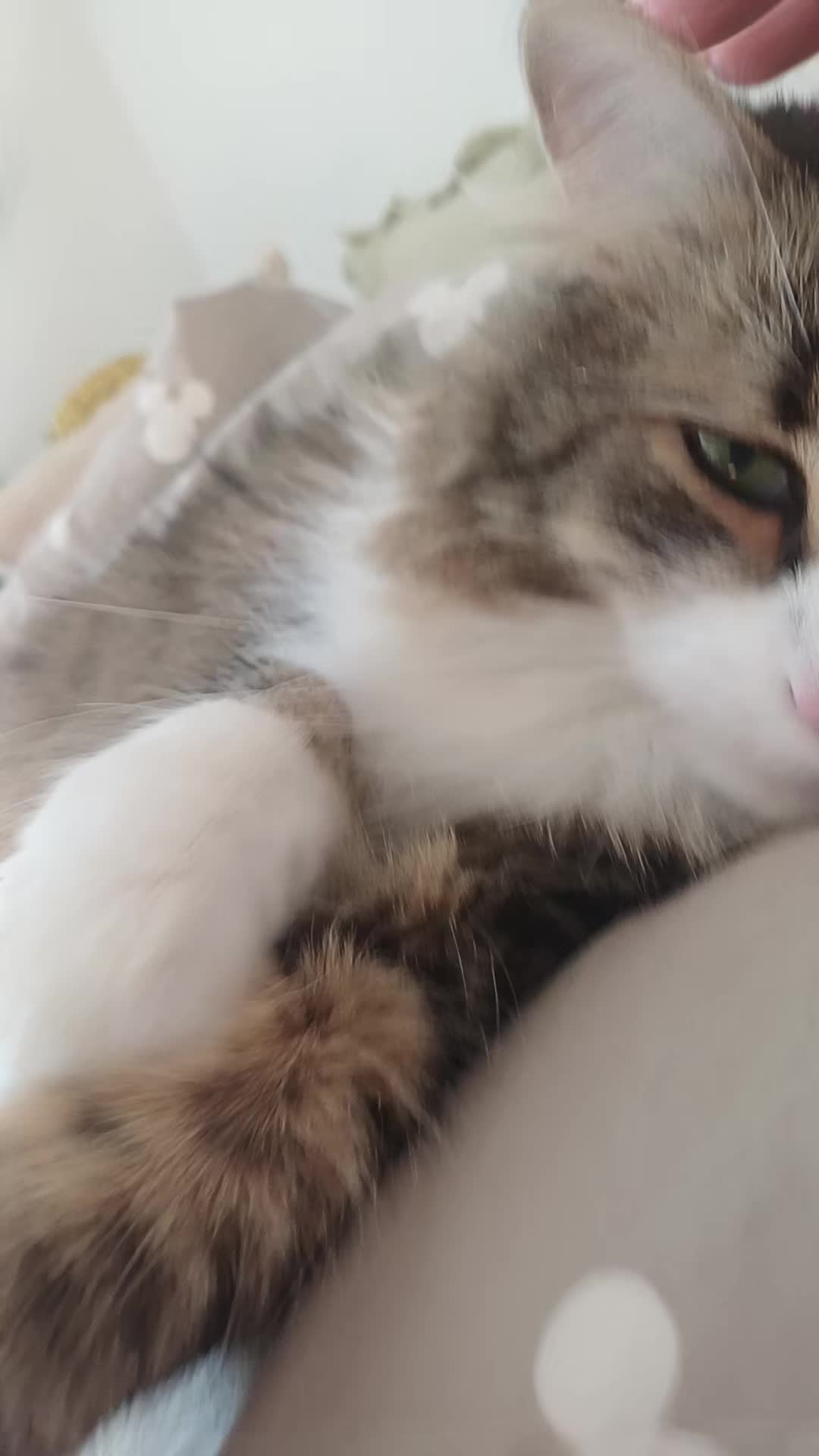 @Beautiful cat