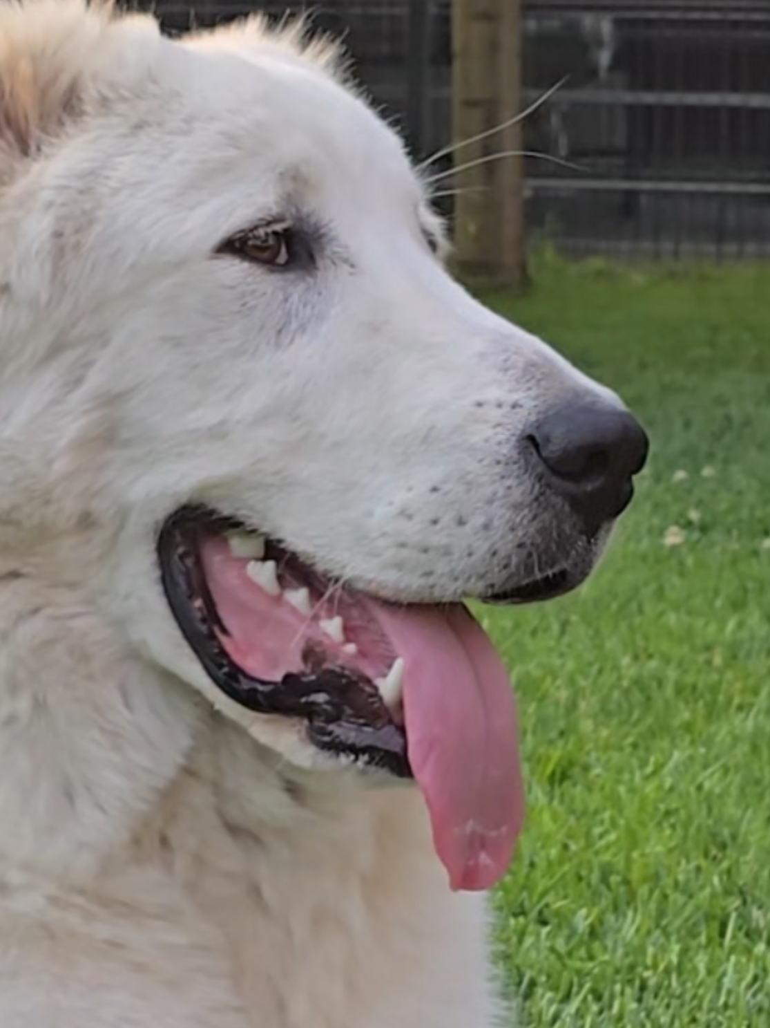 @ABELHAYATKENNEL