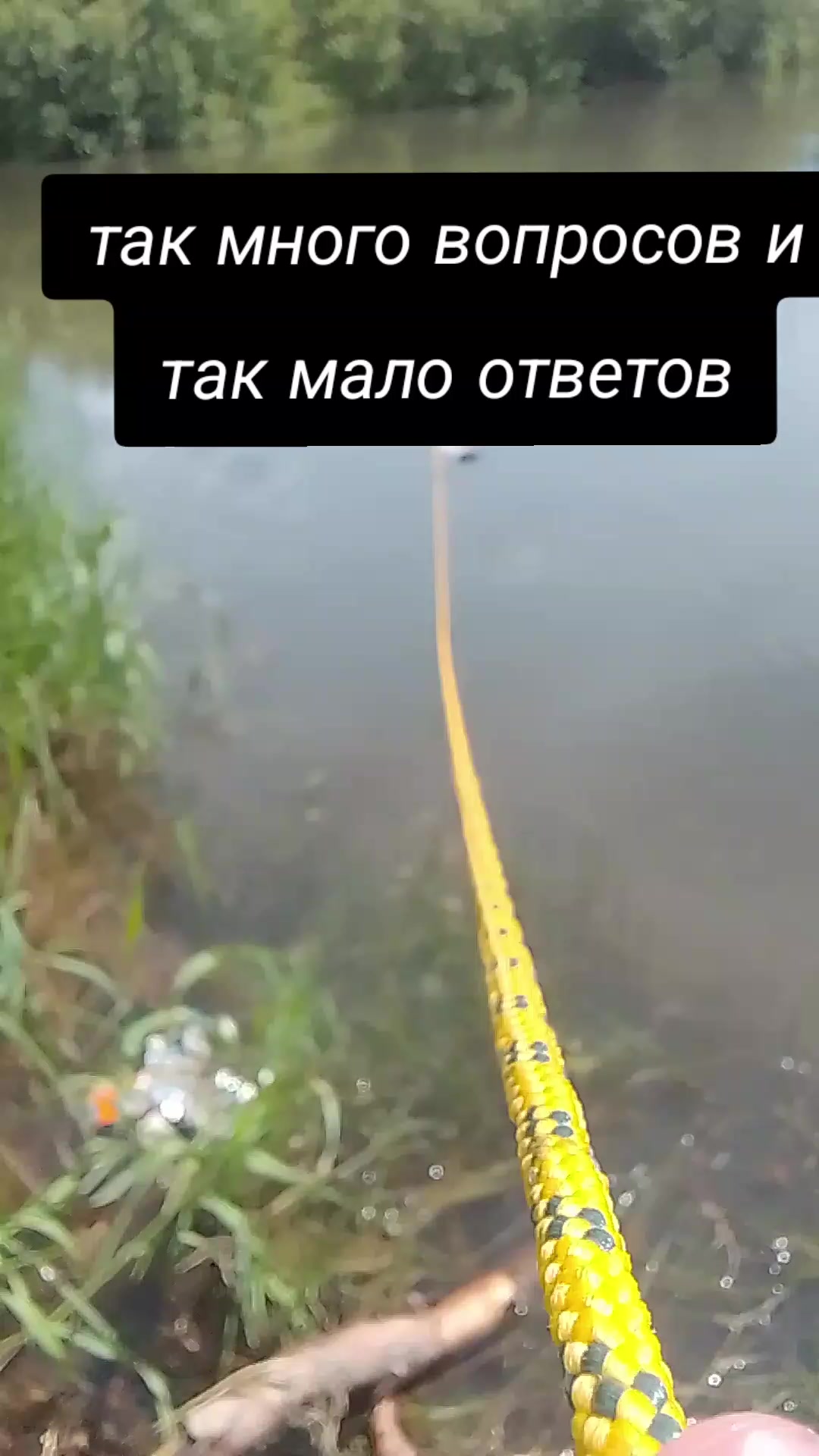 @крыска котик