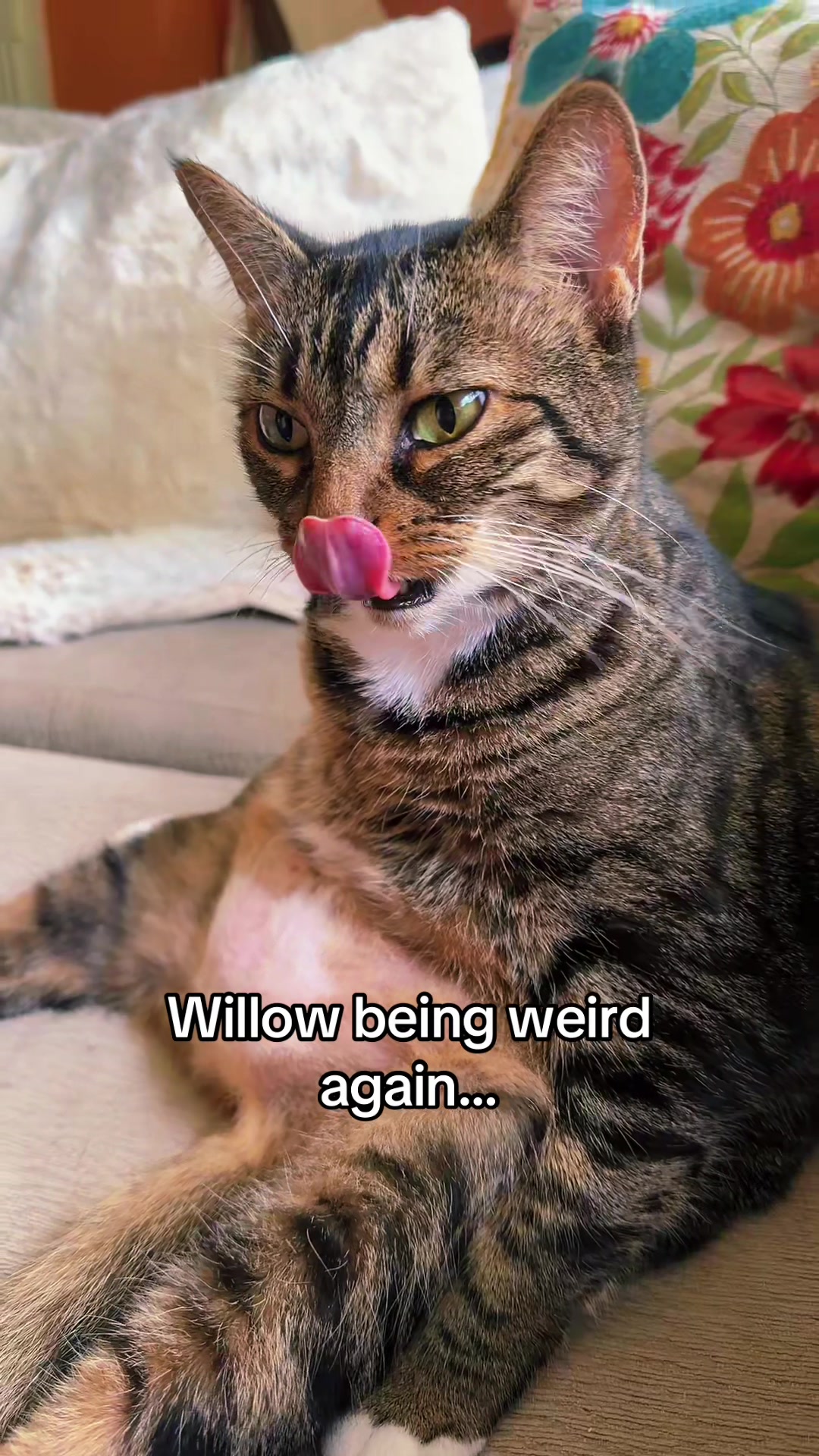 @KittKat❌🐾