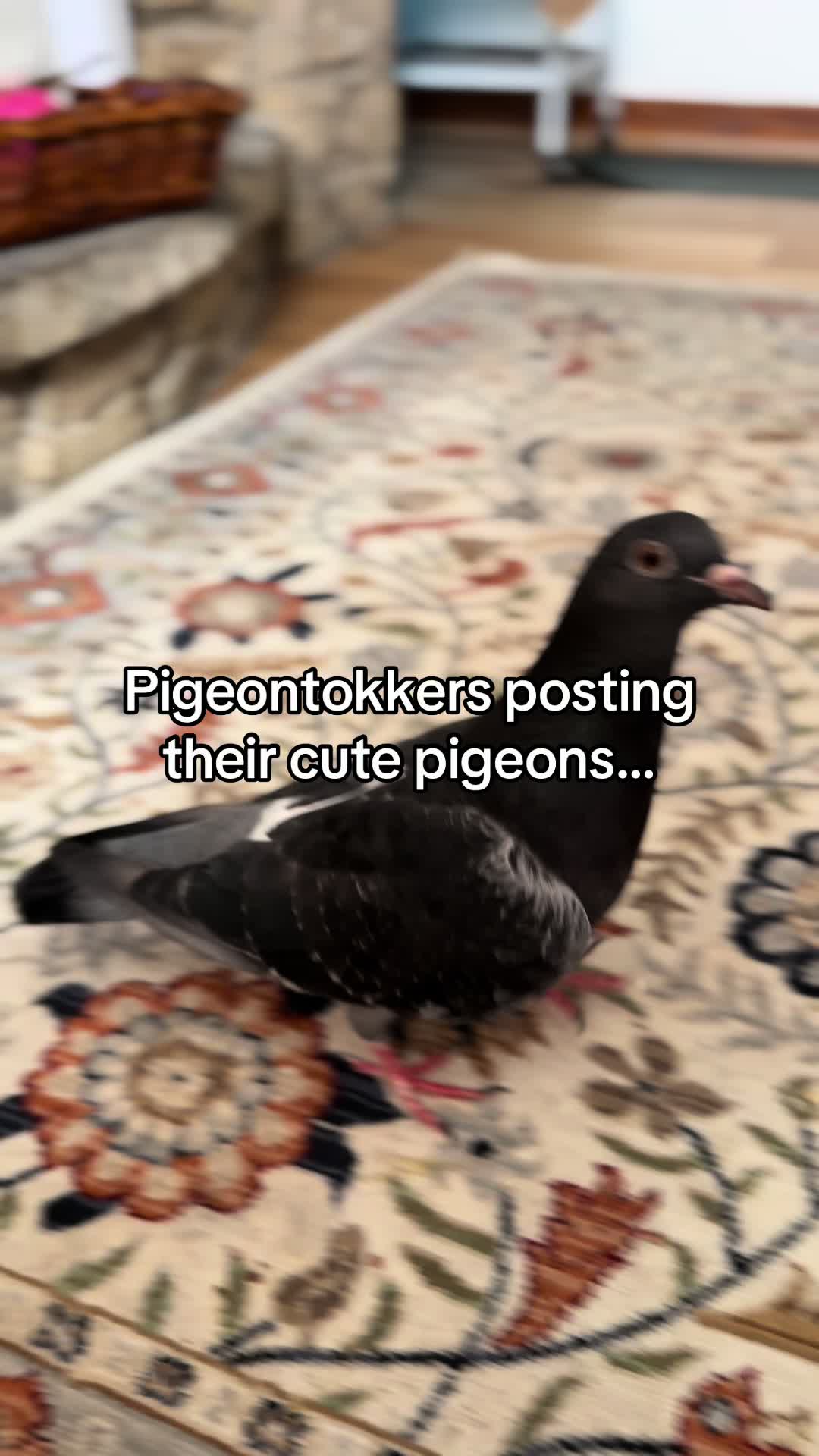 @Nekobutts 🐦
