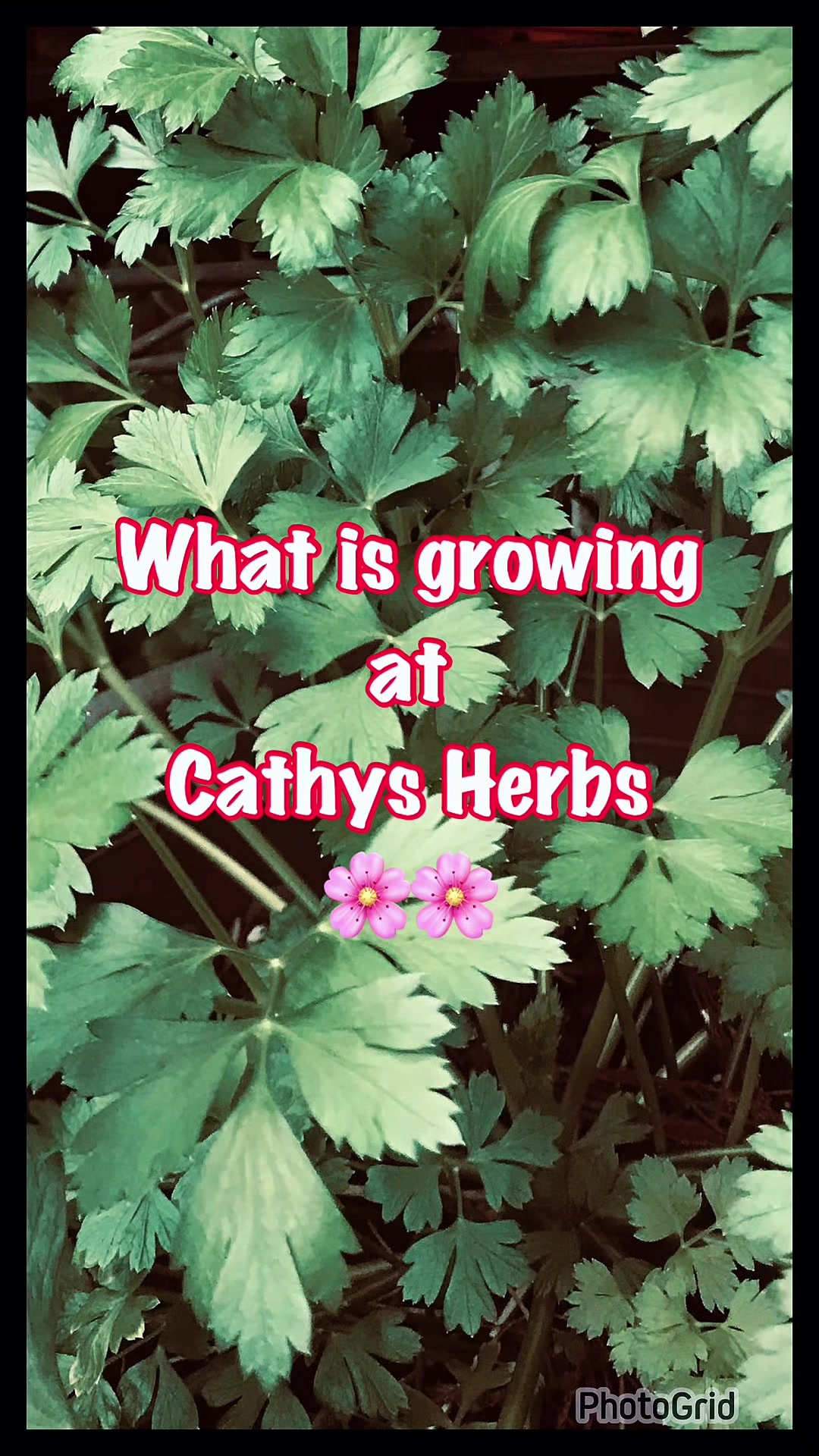 @cathy the herb girl