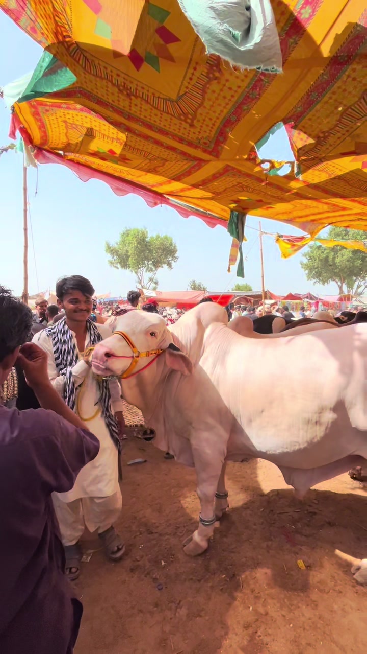 @Shah Goat Farm