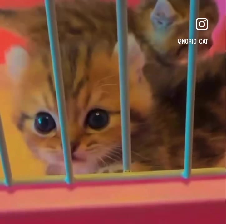 @のりおのTikTok