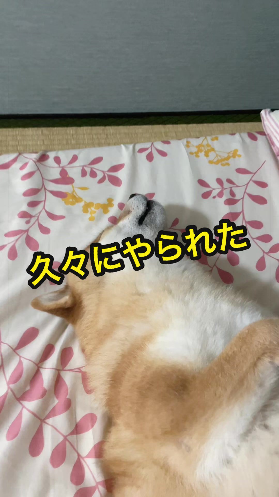 @特に柴犬が好きな人