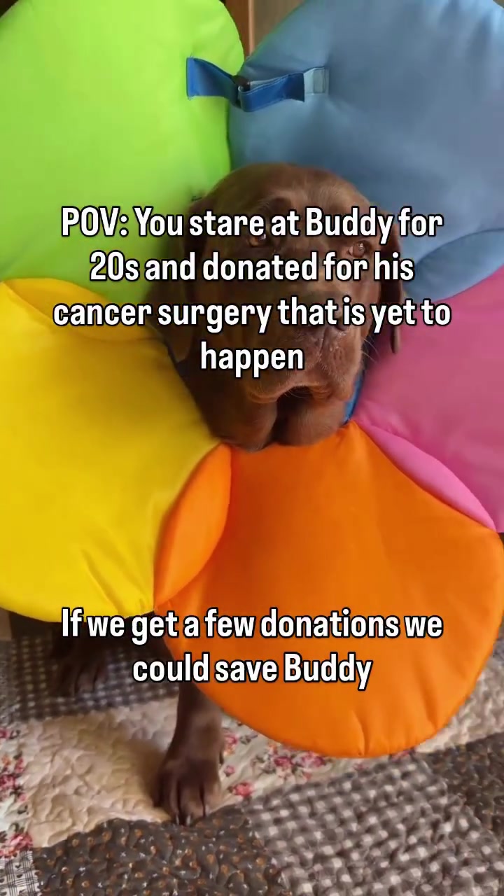 @meetlilbuddy