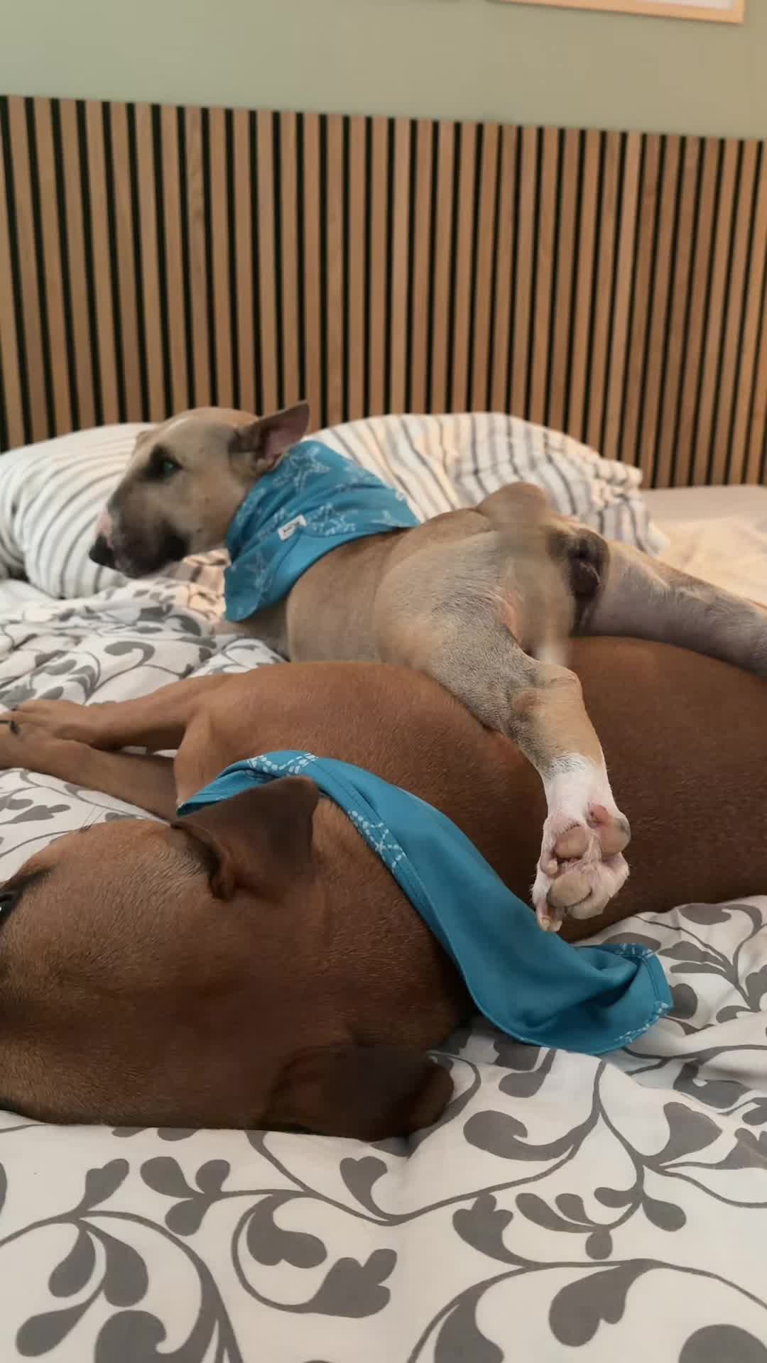 @Dogragnar 🐶👑