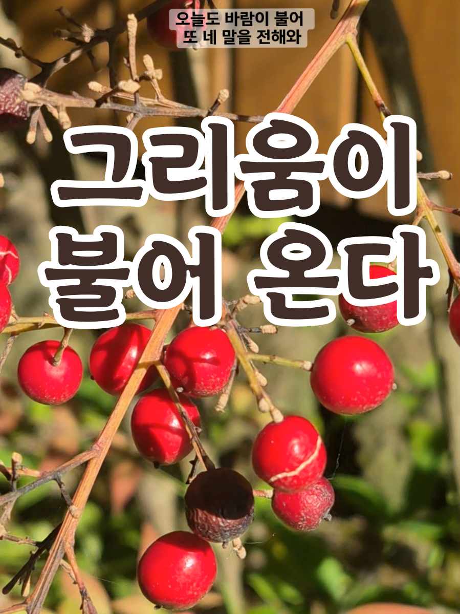 @송화찌