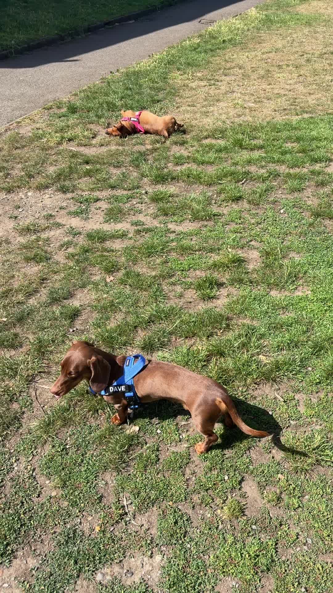 @tswoofwoof.co.uk
