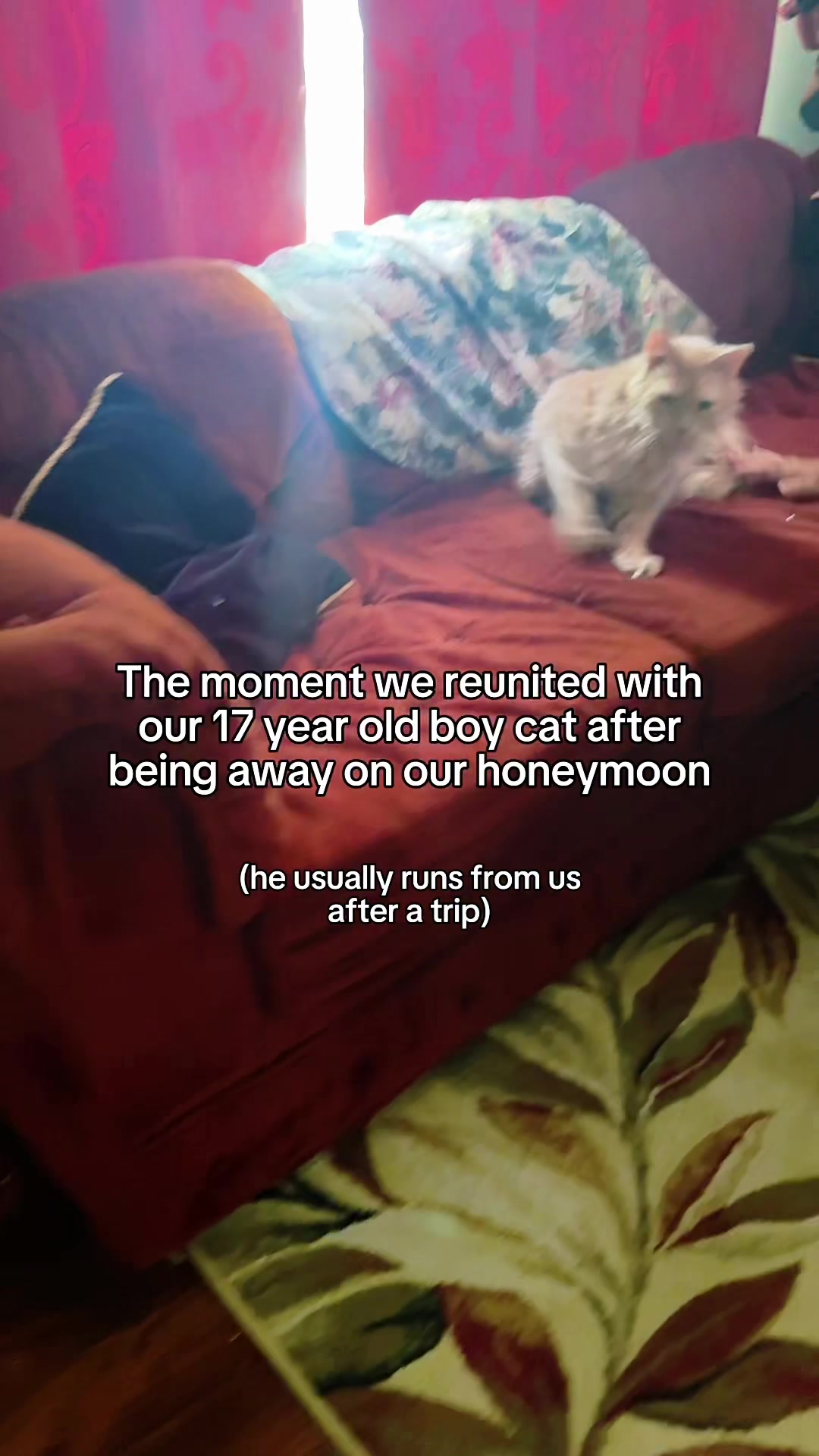 @Auntie Julie - The Cat Sitter