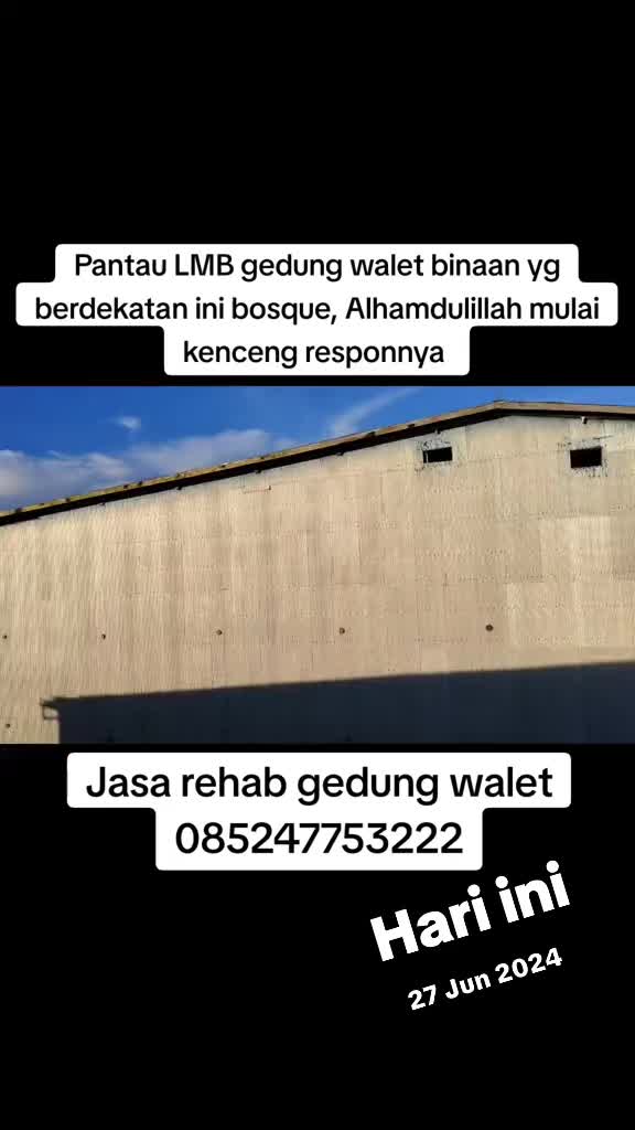 @Walet Rimba Kalimantan