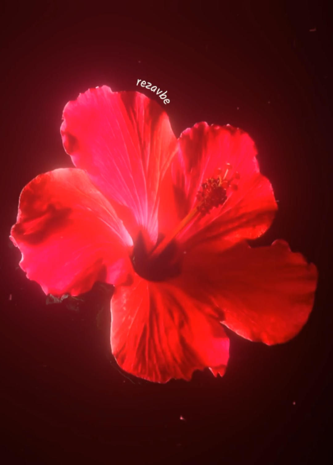 @𝟑𝟎𝟑 𝑹𝒆𝒛𝒂𝒗𝒃𝒆