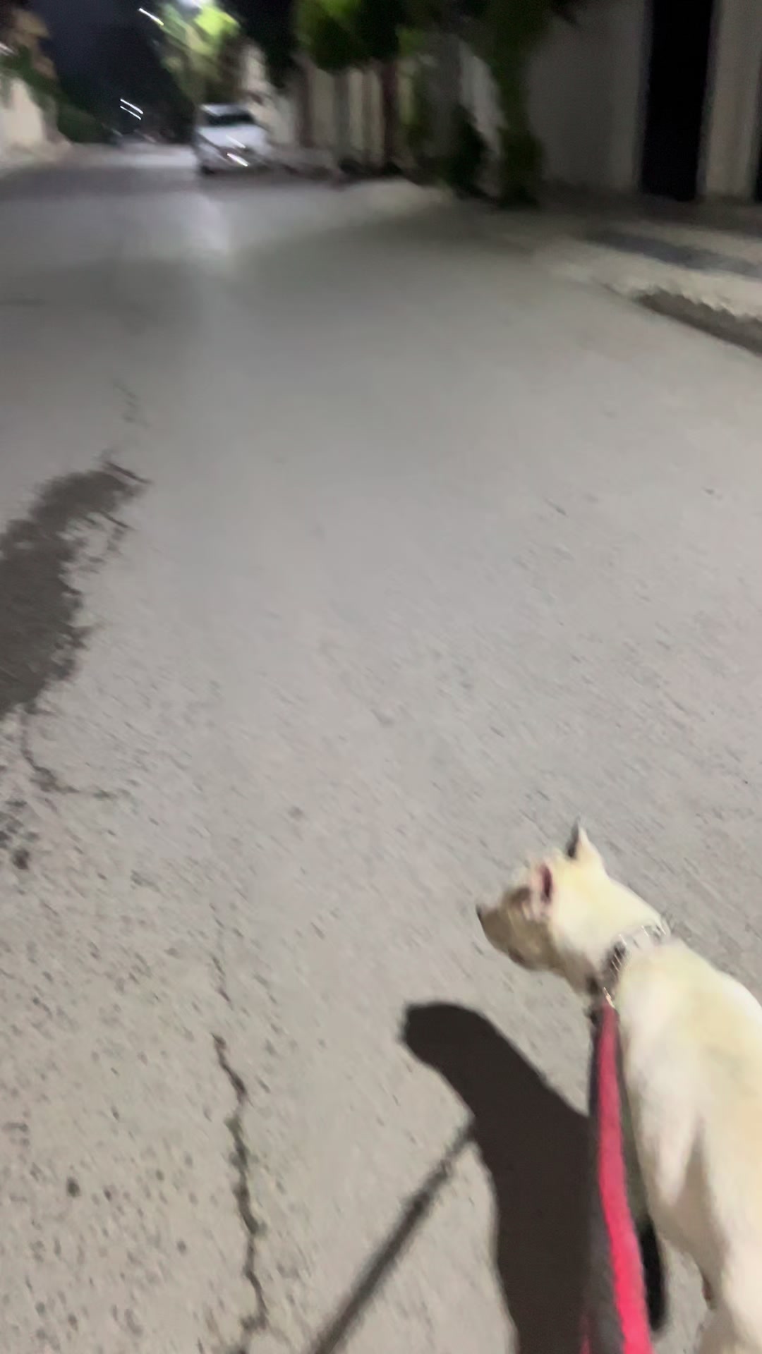 @DOGO ARGENTINO R.A.S🇦🇷🔥