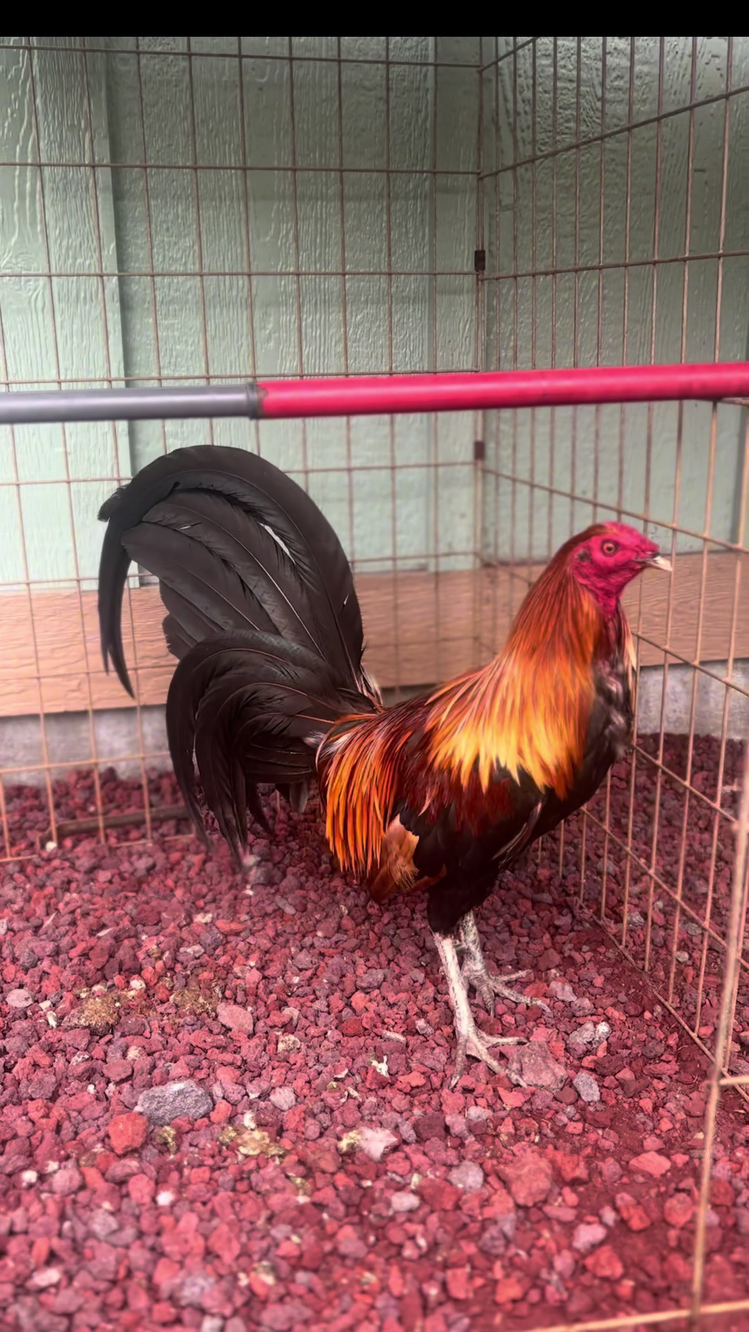 @ltowngamefowl