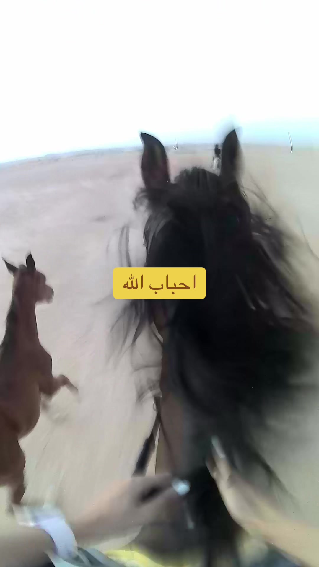 @Horsey.blee