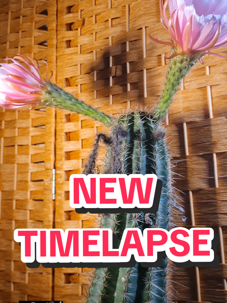 @Cactusjerk