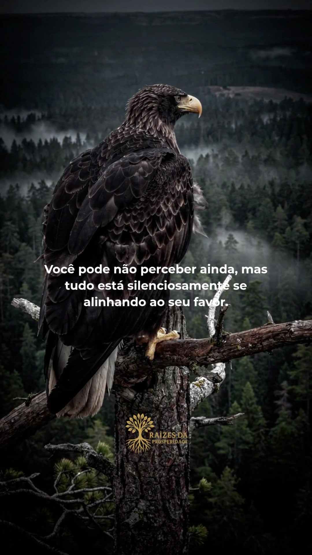 @Ra&iacute;zes da Prosperidade