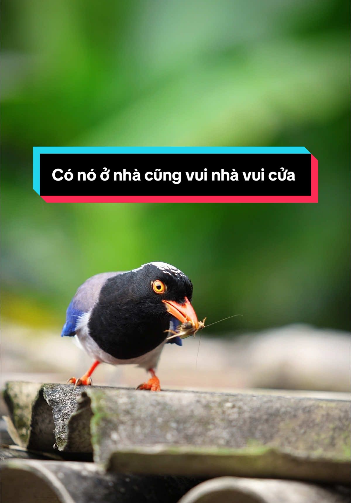 @C&C Miền Núi ⛰️