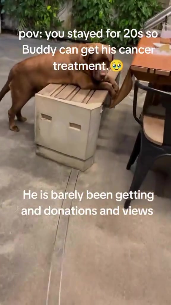 @meetlilbuddy