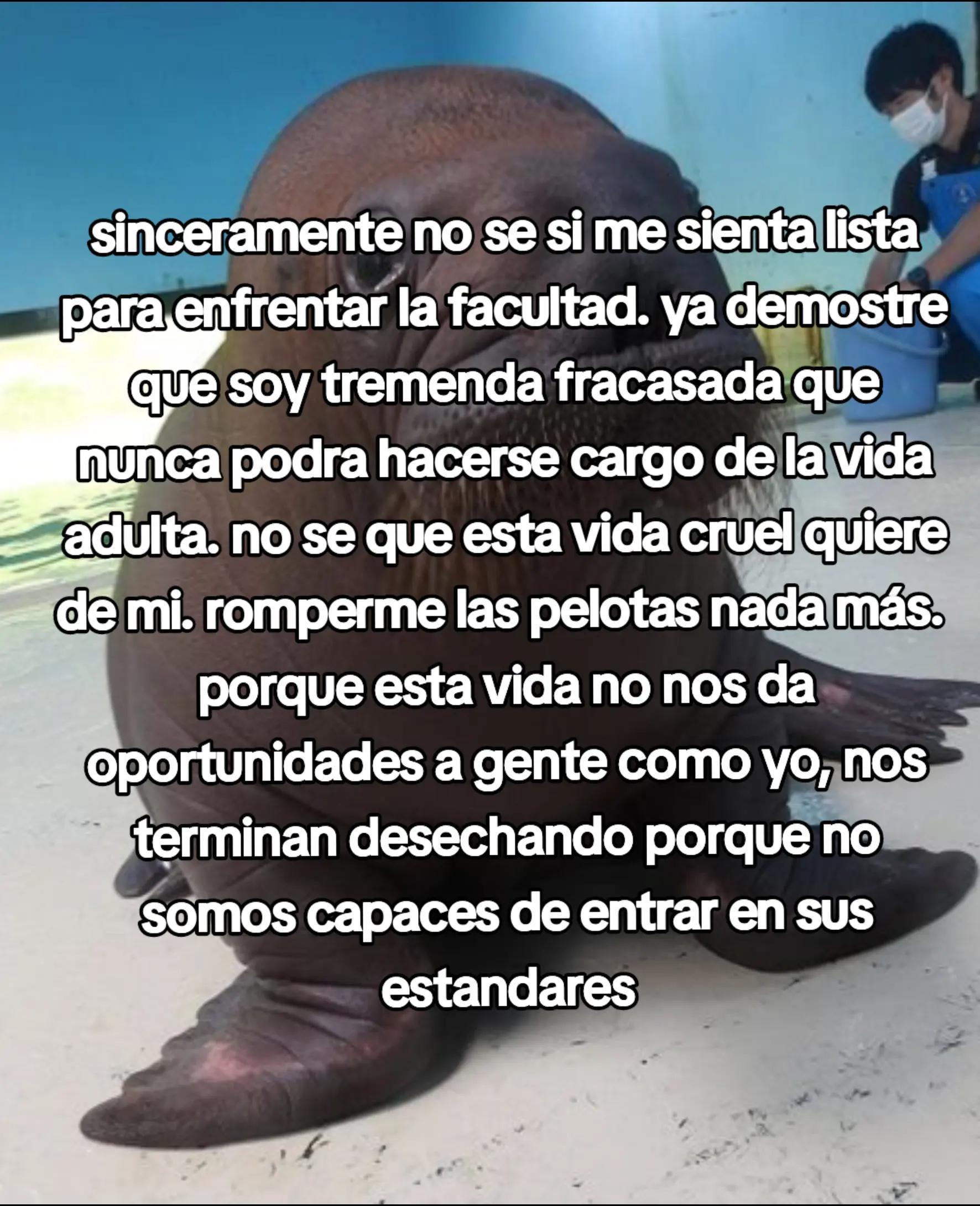 @Choco :3 (COMISIONES ABIERTAS)