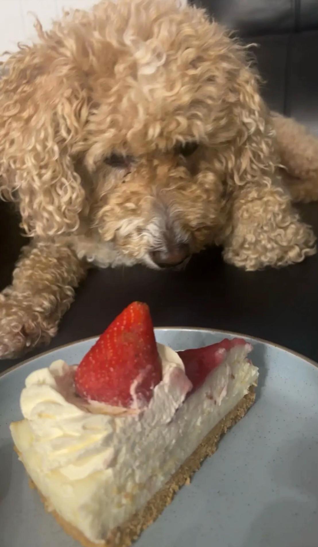 @pumuckl75