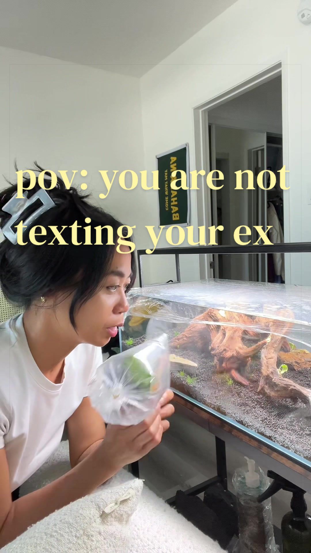 @chooks