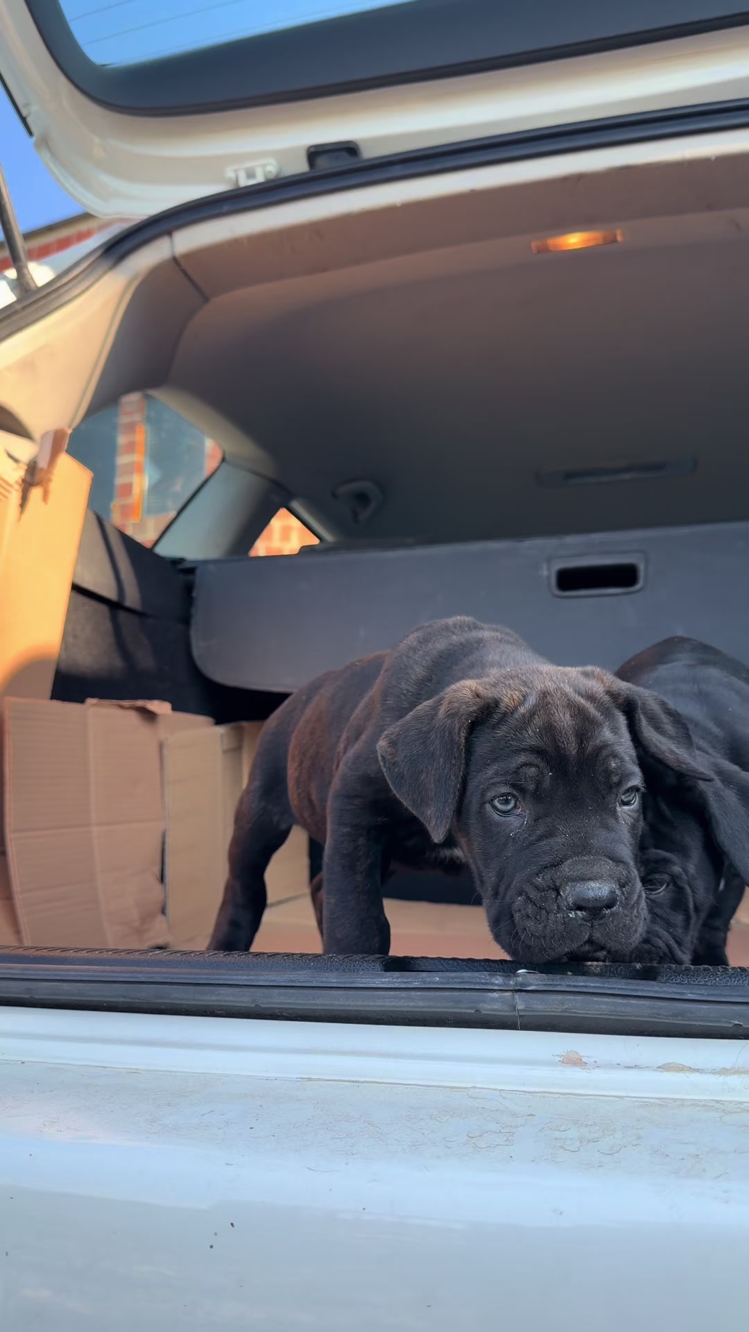 @NeroCaneCorsoKennel
