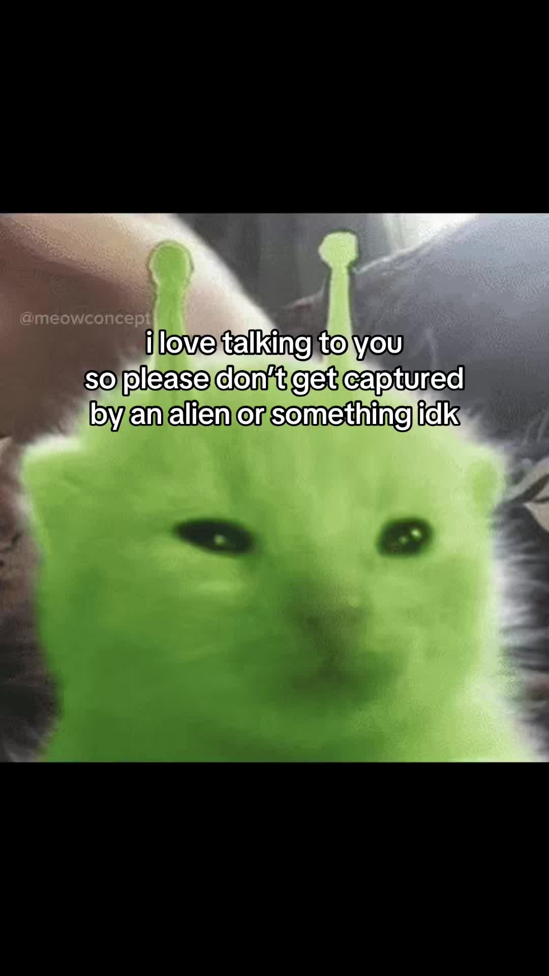 @meowconcept
