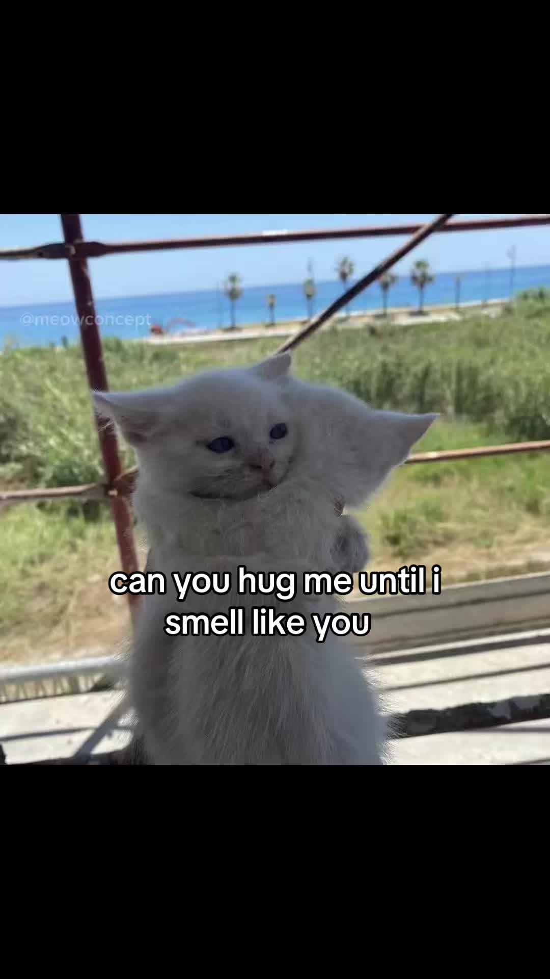 @meowconcept