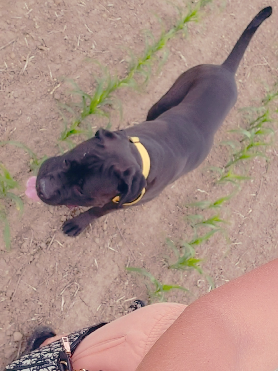 @Canecorspuppy
